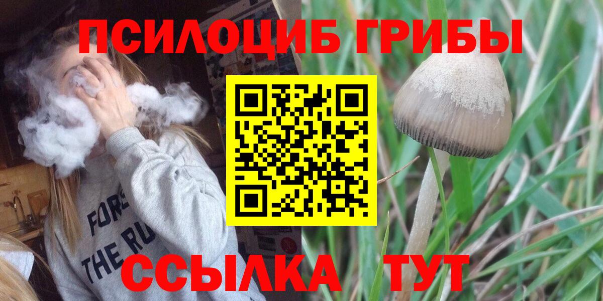 Псилоцибиновые грибы Psilocybe Усинск